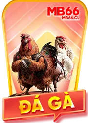 Đá gà mb66 cl